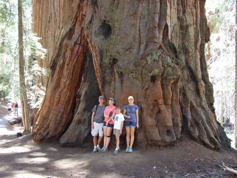 One of the amazing sequoias - this wasn’t even one of the big ones that got a name!!