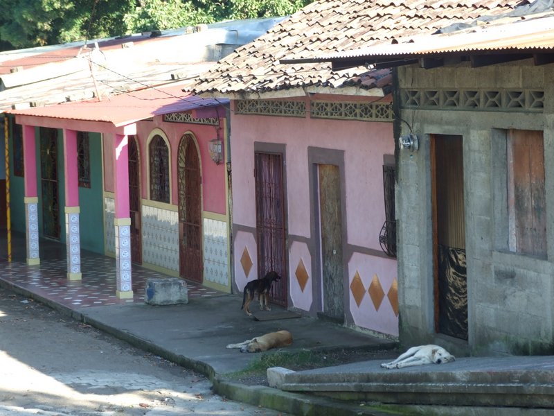 There were dogs absolutely everywhere, and you could tell by their posture it was really hot
