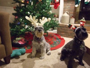 Merry Christmas from our dogs - you would not believe how long we worked to get this shot - someone needs to train those dogs!!