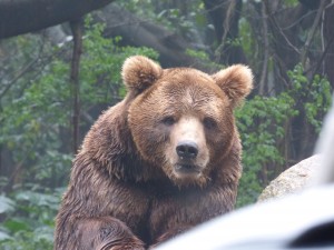 Just a cool shot - that’s one intense bear!