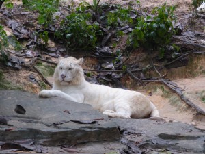 One of the many white tigers - some of the few left in the world