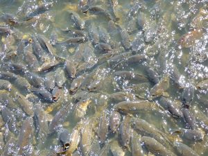 The writhing pile of fish.
