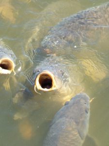 Aren’t they cute?  Um, in a creepy, fishy kind of way?